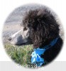 A photo of Sunridge Untouchable Twilight Princess, a silver standard poodle