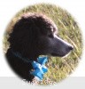 A photo of Sunridge Untouchable Twilight Princess, a silver standard poodle