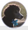 A photo of Sunridge Untouchable Twilight Princess, a silver standard poodle