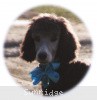 A photo of Sunridge Untouchable Twilight Princess, a silver standard poodle