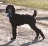 A photo of Sunridge Untouchable Twilight Princess, a silver standard poodle