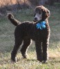 A photo of Sunridge Untouchable Twilight Princess, a silver standard poodle