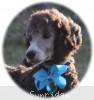 A photo of Sunridge Untouchable Twilight Princess, a silver standard poodle