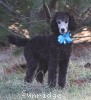 A photo of Sunridge Untouchable Twilight Princess, a silver standard poodle