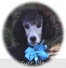 A photo of Sunridge Untouchable Twilight Princess, a silver standard poodle