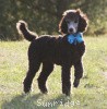 A photo of Sunridge Untouchable Twilight Princess, a silver standard poodle