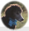 A photo of Sunridge Untouchable Twilight Princess, a silver standard poodle