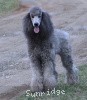 A photo of X. Twilight Princess, a silver standard poodle