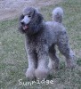 A photo of X. Twilight Princess, a silver standard poodle