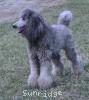 A photo of X. Twilight Princess, a silver standard poodle