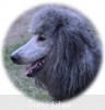 A photo of X. Twilight Princess, a silver standard poodle