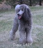 A photo of X. Twilight Princess, a silver standard poodle