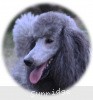 A photo of X. Twilight Princess, a silver standard poodle