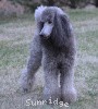 A photo of X. Twilight Princess, a silver standard poodle