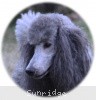 A photo of X. Twilight Princess, a silver standard poodle