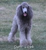 A photo of X. Twilight Princess, a silver standard poodle