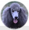 A photo of X. Twilight Princess, a silver standard poodle