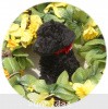 A photo of Sunridge Princess of My Dreamz, a blue standard poodle