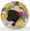 A photo of Sunridge Princess of My Dreamz, a blue standard poodle