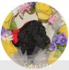 A photo of Sunridge Princess of My Dreamz, a blue standard poodle