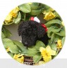 A photo of Sunridge Princess of My Dreamz, a blue standard poodle