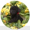 A photo of Sunridge Princess of My Dreamz, a blue standard poodle