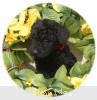 A photo of Sunridge Princess of My Dreamz, a blue standard poodle