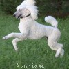 A photo of Sunridge Untouchably Elite, a white standard poodle