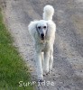 A photo of Sunridge Untouchably Elite, a white standard poodle