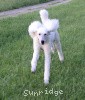 A photo of Sunridge Untouchably Elite, a white standard poodle