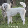 A photo of Sunridge Untouchably Elite, a white standard poodle