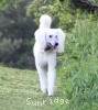 A photo of Sunridge Untouchably Elite, a white standard poodle