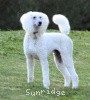 A photo of Sunridge Untouchably Elite, a white standard poodle