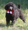 A photo of Sunridge Princess of My Dreamz, a blue standard poodle