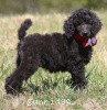 A photo of Sunridge Princess of My Dreamz, a blue standard poodle