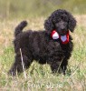 A photo of Sunridge Princess of My Dreamz, a blue standard poodle