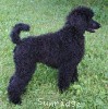 A photo of Brienwoods Goddess Of The Night, a black standard poodle