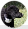 A photo of Brienwoods Goddess Of The Night, a black standard poodle