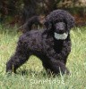 A photo of Brienwoods Goddess Of The Night, a black standard poodle