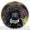 A photo of Brienwoods Goddess Of The Night, a black standard poodle