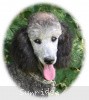 A picture of Sunridge Untouchable Twilight Princess, a silver standard poodle