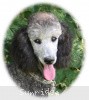 A photo of Sunridge Untouchable Twilight Princess, a silver standard poodle