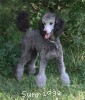 A photo of Sunridge Untouchable Twilight Princess, a silver standard poodle