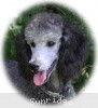 A photo of Sunridge Untouchable Twilight Princess, a silver standard poodle