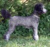 A photo of Sunridge Untouchable Twilight Princess, a silver standard poodle