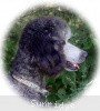 A photo of Sunridge Untouchable Twilight Princess, a silver standard poodle