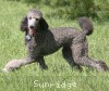 A picture of Sunridge Untouchable Twilight Princess, a silver standard poodle