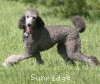 A photo of Sunridge Untouchable Twilight Princess, a silver standard poodle