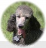 A photo of Sunridge Untouchable Twilight Princess, a silver standard poodle