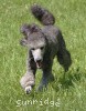 A photo of Sunridge Untouchable Twilight Princess, a silver standard poodle